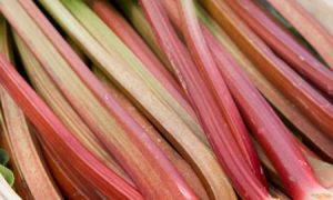 word of the week rhubarb