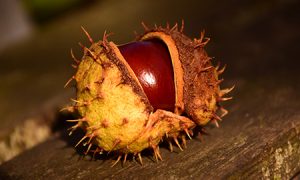 Word of the Week Conker