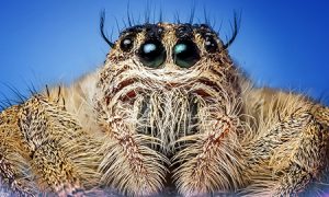 horrible hairy spider