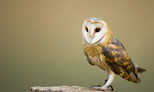 An owl (geddit?)