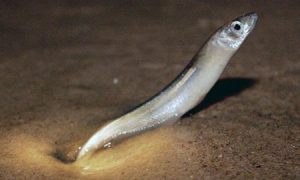 A female grunion burying her tail in sand