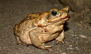 Toad