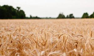 A wheat field