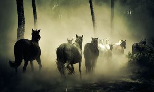 apocalypse horses