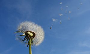 dandelion - word of the week