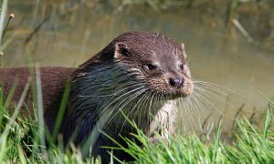 otter word of the week