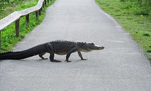 An alligator