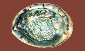 Abalone shell