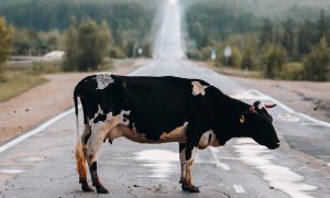 A cow in the road