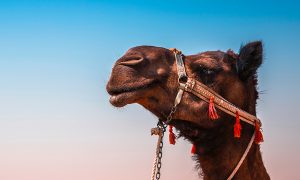 A camel's face in profile