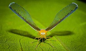 A mayfly