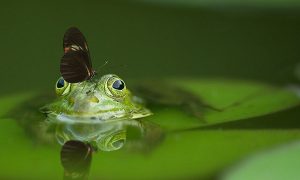 A frog in a pond