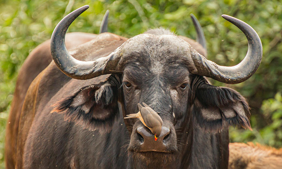 Word of the Week: Buffalo | Balance Media