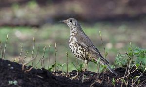 A mistle thrush