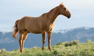 a horse