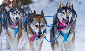 Husky dogs mushing